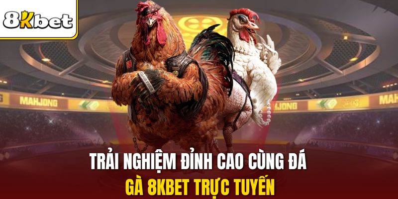 Trải nghiệm đỉnh cao cùng đá gà 8KBET trực tuyến